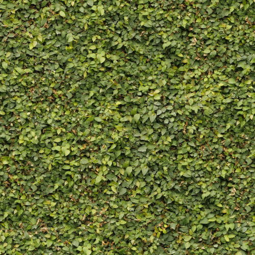 Heritage Ivy Hoarding Scapes