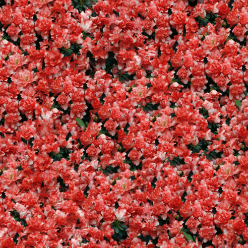 Red Blossom Hedge Hoarding Scapes